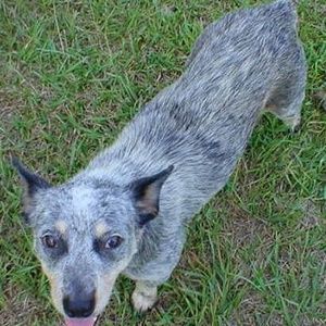 Meet your Posher, Terry